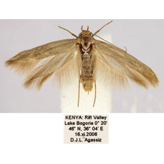 /filer/webapps/moths/media/images/B/bromiella_Scythris_HT_BMNH_ree13qH.jpg