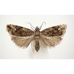 /filer/webapps/moths/media/images/P/pseudoinsellata_Paraeccopsis_PT_BMNH.jpg