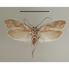 /filer/webapps/moths/media/images/S/sabiella_Ethmia_A_MGCLb_01.jpg