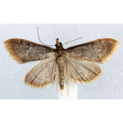/filer/webapps/moths/media/images/F/flavomarginalis_Anania_AM_Agassiz.jpg