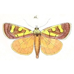 /filer/webapps/moths/media/images/R/rubida_Mithophrys_Felder_107_14.jpg