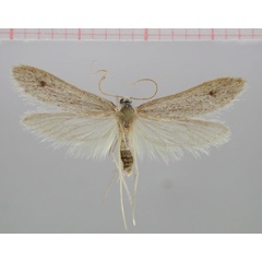 /filer/webapps/moths/media/images/G/gracilis_Lytrophila_HT_NMNW.jpg