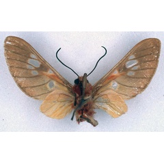 /filer/webapps/moths/media/images/G/guillemei_Balacra_HT_BMNH_02.jpg