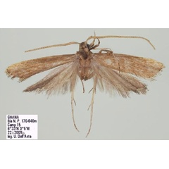 /filer/webapps/moths/media/images/B/bongoensis_Pectinimura_HT_Park.jpg