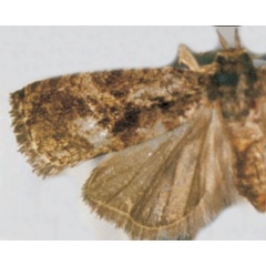 /filer/webapps/moths/media/images/M/maschalista_Argyroploce_PLF_BMNH.jpg