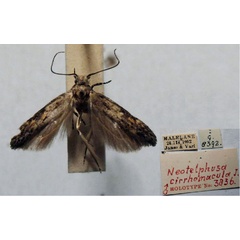 /filer/webapps/moths/media/images/C/cirrhomacula_Neotelphusa_HT_TMSA.jpg