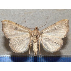 /filer/webapps/moths/media/images/R/ruptisignoides_Marcipalina_A_Goffb_01.JPG