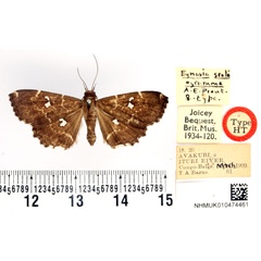 /filer/webapps/moths/media/images/S/scoliogramma_Egnasia_HT_BMNH.jpg