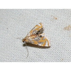 /filer/webapps/moths/media/images/P/perirrorata_Nymphicula_A_Goff_03.jpg