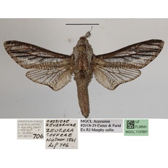 /filer/webapps/moths/media/images/L/livingstoni_Tarsozeuzera_AM_MGCLa.01.JPG