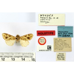 /filer/webapps/moths/media/images/S/semliki_Nyodes_HT_BMNH.jpg