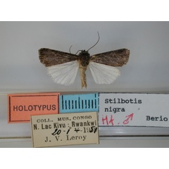 /filer/webapps/moths/media/images/N/nigra_Stilbotis_HT_RMCA.jpg