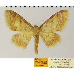 /filer/webapps/moths/media/images/M/maisongrossei_Idaea_HT_ZSMa.jpg