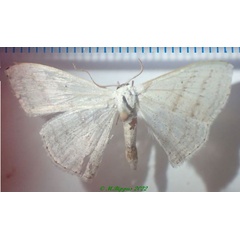 /filer/webapps/moths/media/images/S/sedata_Somatina_AM_Bippus.jpg