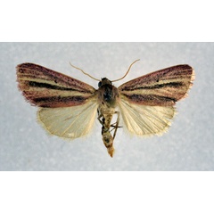 /filer/webapps/moths/media/images/B/bimaculata_Masalia_A_NHMO.jpg