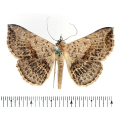 /filer/webapps/moths/media/images/M/marchalii_Maxera_AF_BMNH_02.jpg