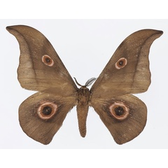 /filer/webapps/moths/media/images/F/falcatissima_Lobobunaea_AM_Basquin.jpg
