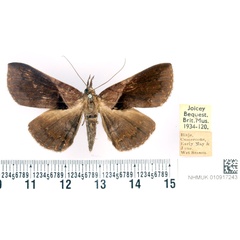 /filer/webapps/moths/media/images/S/saphobasis_Brachyherca_AF_BMNH.jpg