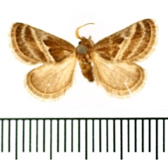 /filer/webapps/moths/media/images/M/maculata_Halseyia_AM_BMNH.jpg