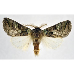 /filer/webapps/moths/media/images/D/dasychiroides_Afrogluphisia_AM_NHMO.jpg