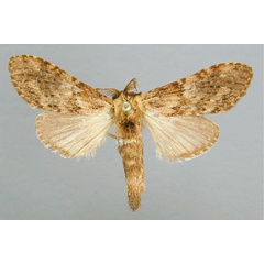 /filer/webapps/moths/media/images/E/erecta_Eurystaura_A_RMCA.jpg