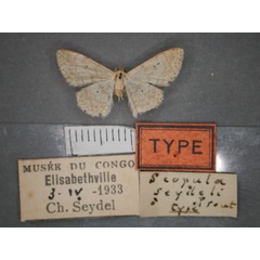 /filer/webapps/moths/media/images/S/seydeli_Scopula_HT_RMCA_01.jpg
