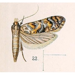 /filer/webapps/moths/media/images/C/chalybiellus_Autochthonus_HT_Walsingham_1891_4-22.jpg