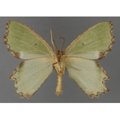 /filer/webapps/moths/media/images/T/torniflorata_Bathycolpodes_A_ZSM_02.jpg