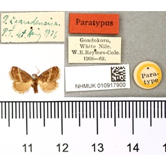 /filer/webapps/moths/media/images/U/ugandensis_Paryphanta_PT_BMNH.jpg
