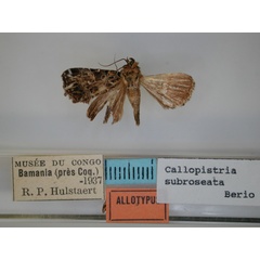 /filer/webapps/moths/media/images/S/subroseata_Callopistria_AT_RMCA.jpg