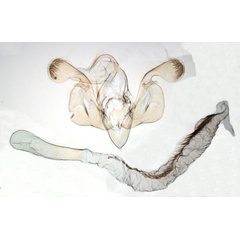 /filer/webapps/moths/media/images/R/rubrescens_Borolia_GMST_BMNH_9534.jpg