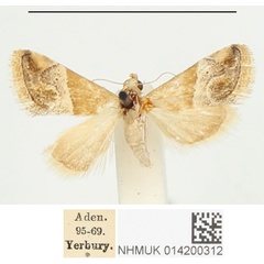 /filer/webapps/moths/media/images/T/thermobasis_Eublemma_ST_BMNH_02.jpg