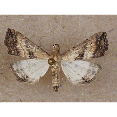 /filer/webapps/moths/media/images/M/matilei_Progonia_A_Butler.jpg