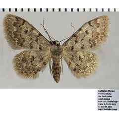 /filer/webapps/moths/media/images/D/damadensis_Idaea_AF_ZSM_01.jpg