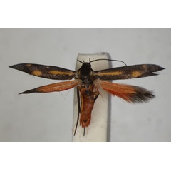 /filer/webapps/moths/media/images/A/arabica_Eretmocera_PT_BMNH.jpg