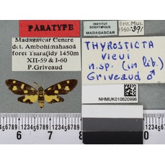 /filer/webapps/moths/media/images/V/vieui_Thyrosticta_PTM_BMNHa.jpg