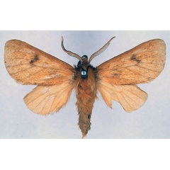 /filer/webapps/moths/media/images/R/rhodites_Metarctia_PT_BMNH_03.jpg
