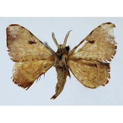 /filer/webapps/moths/media/images/V/versicolora_Racinoa_AM_Basquin_04.jpg