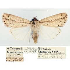 /filer/webapps/moths/media/images/T/tacuna_Mythimna_AF_BMNH_02.jpg