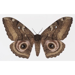 /filer/webapps/moths/media/images/A/ata_Gynanisa_AF_Basquin.jpg
