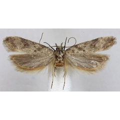 /filer/webapps/moths/media/images/T/turiensis_Scrobipalpa_HT_BMNH.jpg