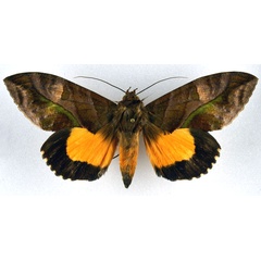 /filer/webapps/moths/media/images/D/divitiosa_Eudocima_A_NHMO.jpg