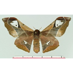 /filer/webapps/moths/media/images/M/micropteryx_Holocerina_AF_Basquin.jpg