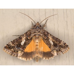 /filer/webapps/moths/media/images/E/exquisita_Thysanoplusia_AM_Heyns_03.jpg