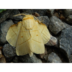 /filer/webapps/moths/media/images/M/monteiroi_Trichopisthia_A_Lesethle.jpg