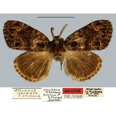 /filer/webapps/moths/media/images/M/mandraka_Gallienica_HT_MNHN.jpg