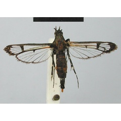 /filer/webapps/moths/media/images/B/biedermanni_Malgassesia_HT_MNHN.jpg