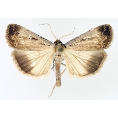 /filer/webapps/moths/media/images/E/exsiccata_Tathorynchus_AM_TMSA_02.jpg