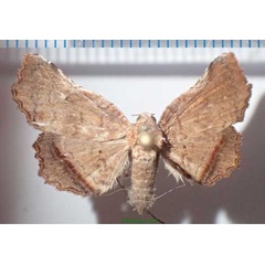 /filer/webapps/moths/media/images/A/atra_Herpeperas_AF_Bippusa.jpg