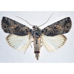 /filer/webapps/moths/media/images/T/tarachoides_Bryophilopsis_AM_NHMO_02.jpg